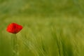 Red poppy green field Royalty Free Stock Photo