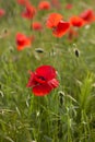 Red poppy in green field Royalty Free Stock Photo