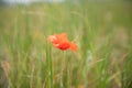 Red poppy in a green field