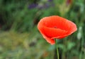 Red poppy on a green field on a sunny day. Spring field of poppies Royalty Free Stock Photo