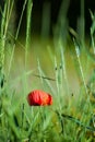 Red Poppy in a Green Field Royalty Free Stock Photo