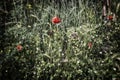 Red poppy on green field with yellow flowers Royalty Free Stock Photo