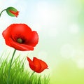 Red Poppy And Green Grass