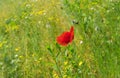Red poppy in green herbs at summer time Royalty Free Stock Photo