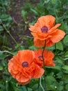 Red poppy on green weeds field Royalty Free Stock Photo