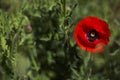 Red poppy on green weeds field. Poppy flowers.Close up poppy head. Royalty Free Stock Photo