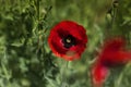 Red poppy on green weeds field. Poppy flowers.Close up poppy head. red poppy.Red poppy flowers field Royalty Free Stock Photo