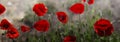 Red poppy on green weeds field. Poppy flowers.Close up poppy head. red poppy. Papaver rhoeas Royalty Free Stock Photo