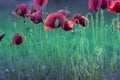 Red poppy on green weeds field. Poppy flowers. Royalty Free Stock Photo