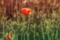 Red poppy on green weeds field. Poppy flowers. Royalty Free Stock Photo