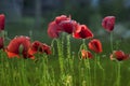 Red poppy on green weeds field. Poppy flowers. Royalty Free Stock Photo