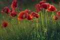 Red poppy on green weeds field. Poppy flowers. Royalty Free Stock Photo