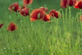 Red poppy on green weeds field. Poppy flowers. Royalty Free Stock Photo