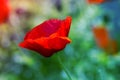 Red poppy on green weeds field. Poppy flowers.Close up poppy head. Royalty Free Stock Photo