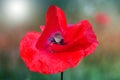 Red poppy on green weeds field. Poppy flowers.Close up poppy head. red poppy. Royalty Free Stock Photo