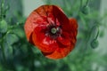 Red poppy on green weeds field. Poppy flowers.Close up poppy head. Royalty Free Stock Photo