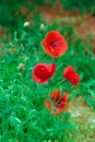 Red poppy on green weeds field. Poppy flowers.Close up poppy head. red poppy.Red poppy flowers field Royalty Free Stock Photo