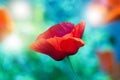 Red poppy on green weeds field. Poppy flowers.Close up poppy head. red poppy. Royalty Free Stock Photo