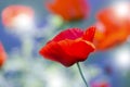 Red poppy on green weeds field. Poppy flowers.Close up poppy head. red poppy. Royalty Free Stock Photo