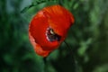 Red poppy on green weeds field. Poppy flowers.Close up poppy head. Royalty Free Stock Photo