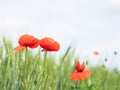 Red poppy growing in a field of wheat, spring sunny day close up Royalty Free Stock Photo