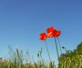 Red poppy growing in a field of wheat, spring sunny day close up Royalty Free Stock Photo