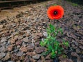 Red poppy grows among gravel. Royalty Free Stock Photo