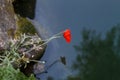 Red poppy grows over the pond