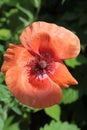 Red poppy grows on flower.