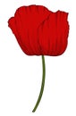 Red poppy in a hand-drawn graphic style isolated on background. Royalty Free Stock Photo