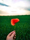 Red poppy in hand. Wheat field. Red poppy in a wheat field