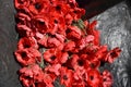 Red poppy has become a symbol of war remembrance