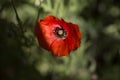 Close up poppy head. red poppy.Red poppy flowers field. Papaver Royalty Free Stock Photo