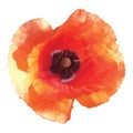 Red poppy isolated on white Royalty Free Stock Photo