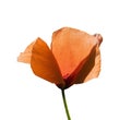 Red poppy.