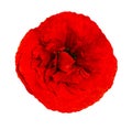 Red poppy isolated on white background Royalty Free Stock Photo