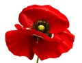 Red poppy isolated on white background.red poppy. beautif