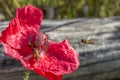 Red poppy and little fly Royalty Free Stock Photo