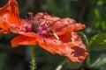 Red poppy and little fly Royalty Free Stock Photo