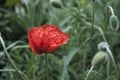 Red poppy and a lot poppy buds in the green grass background. Red flower on a green background. Royalty Free Stock Photo