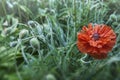 Red poppy and a lot poppy buds in the green grass background. Red flower on a green background. Royalty Free Stock Photo