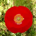 Yellow Anthers Red Poppy Mandala 03