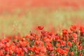 Red poppy on a meadow, abundance wild flower background with copy space, selected focus, shallow depth of field