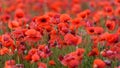 Red poppy on a meadow, abundance wild flower background with copy space, selected focus, shallow depth of field