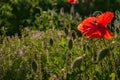 Red poppy in a meadow with dew, illuminated by the sun in the morning. Royalty Free Stock Photo