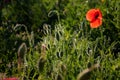 Red poppy in a meadow with dew, illuminated by the sun in the morning. Royalty Free Stock Photo