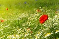 Red poppy on a meadow with a lot of white daisies or chamomile a Royalty Free Stock Photo