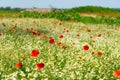Red poppy on a meadow with a lot of white daisies or chamomile and cornflower in golden sunlight, abundance wild flower background