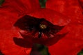 Red Poppy in the meadow. Papaver rhoeas Close Up Royalty Free Stock Photo