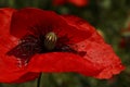 Red Poppy In The Meadow. Papaver Rhoeas Close Up